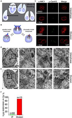 A Homolog of Structural Maintenance of Chromosome 1 Is a Persistent Centromeric Protein Which Associates With Nuclear Pore Components in Toxoplasma gondii